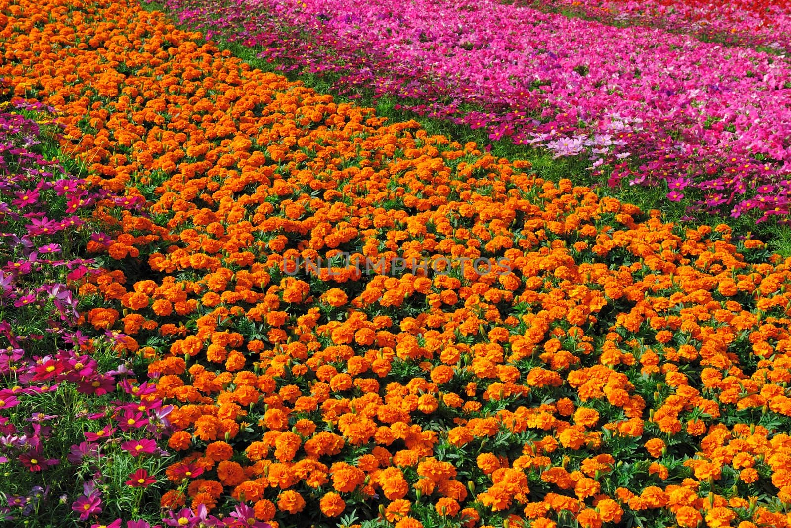 Garden full of flowers by raywoo