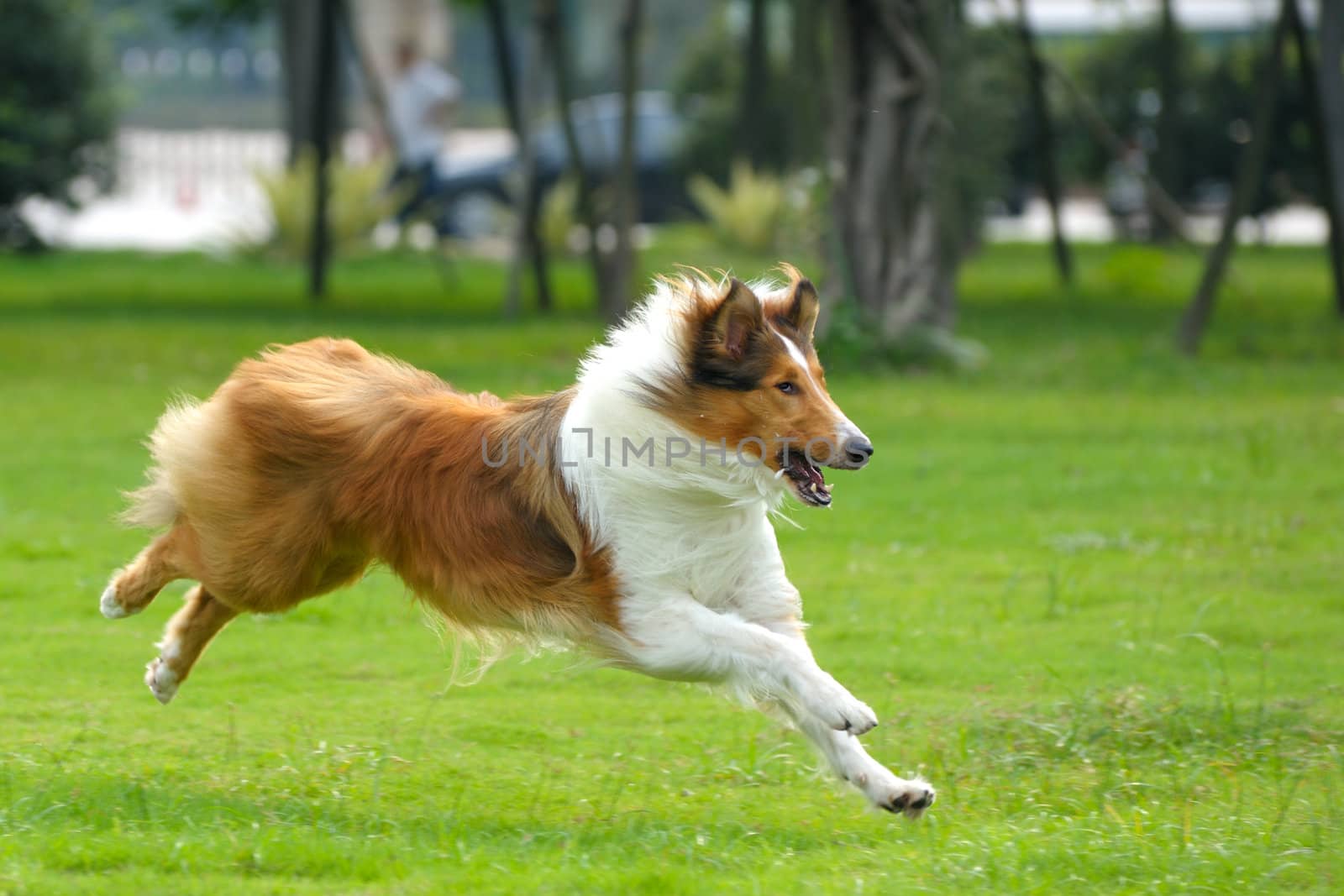 Collie dog running on the lawn