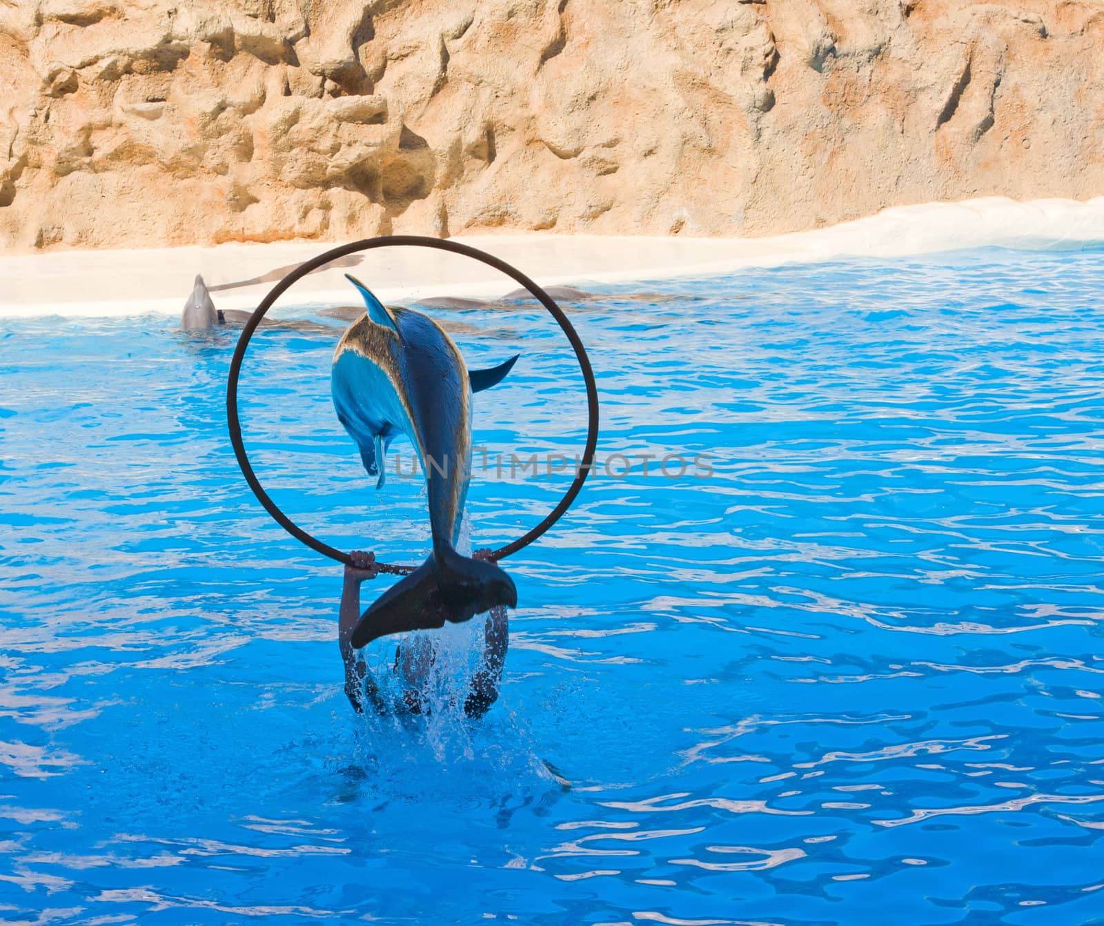 Dolphin Show