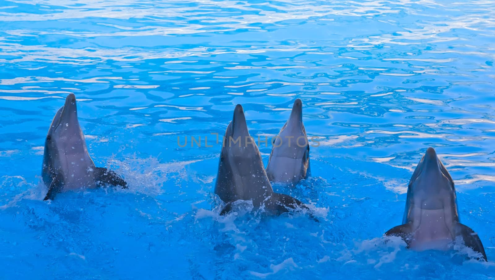 Dolphin Show