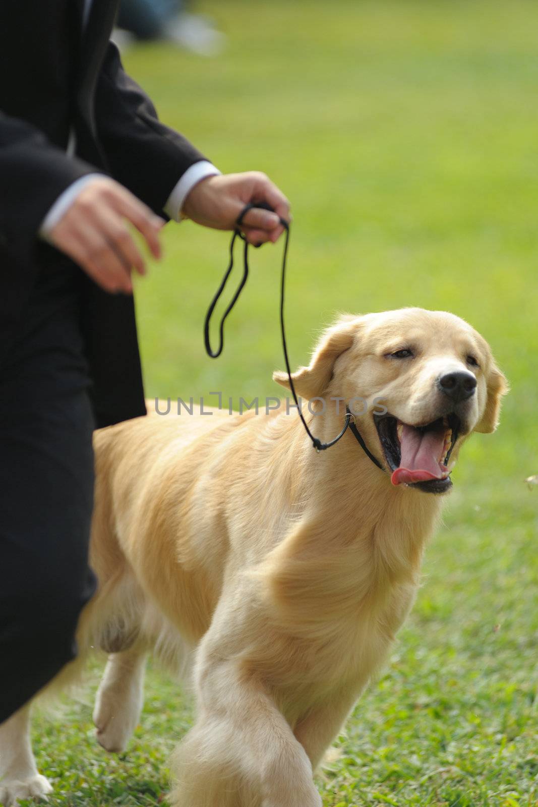 Master playing with golden retriever dog by raywoo