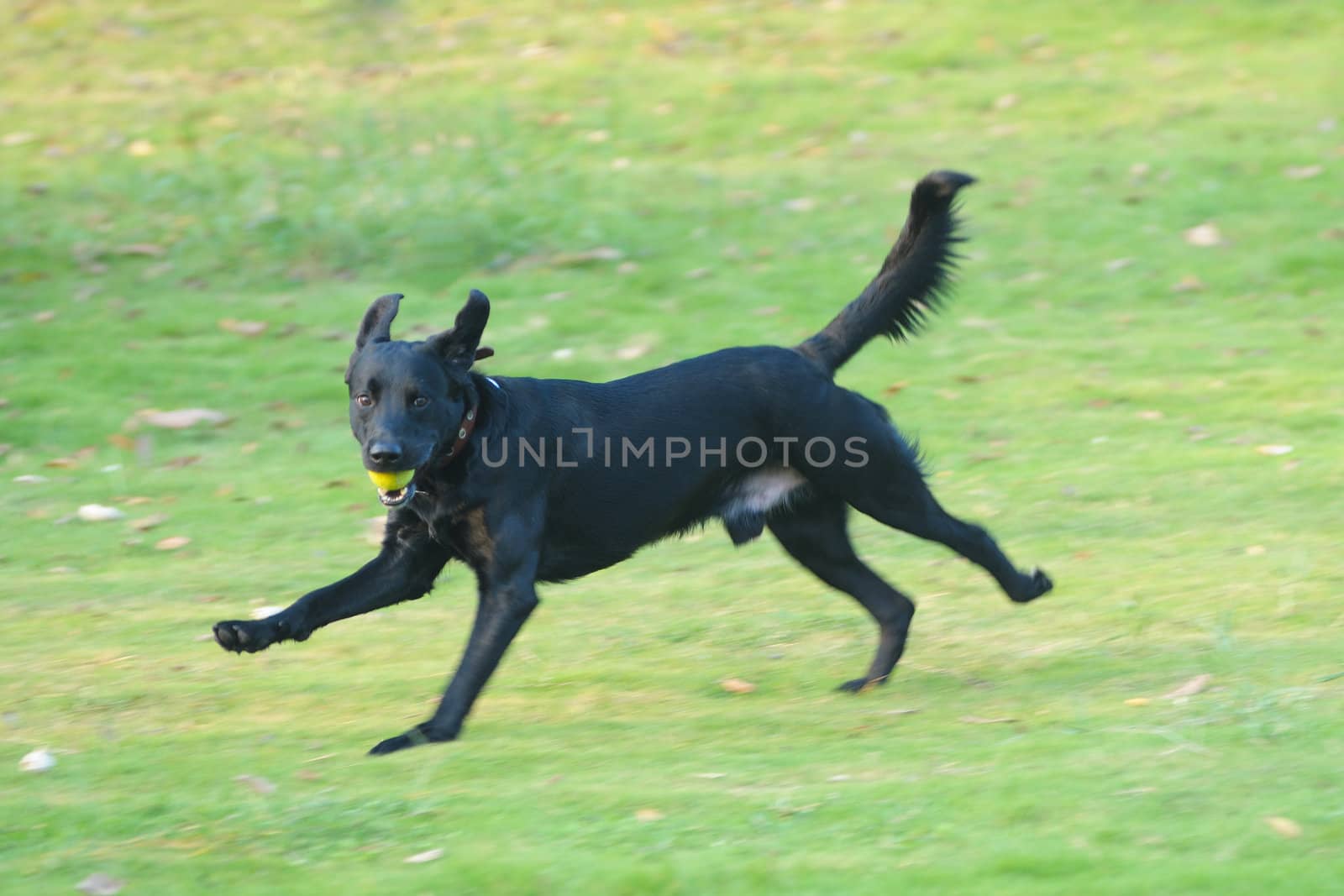 Labrador dog running on the lawn in the park