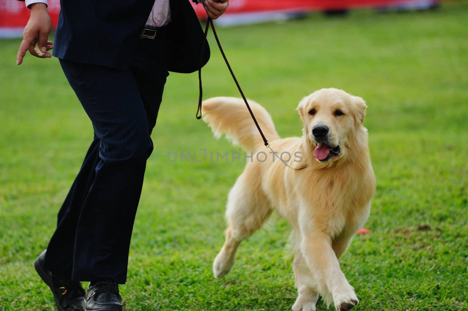 Master playing with his little golden retriever dog on the lawn