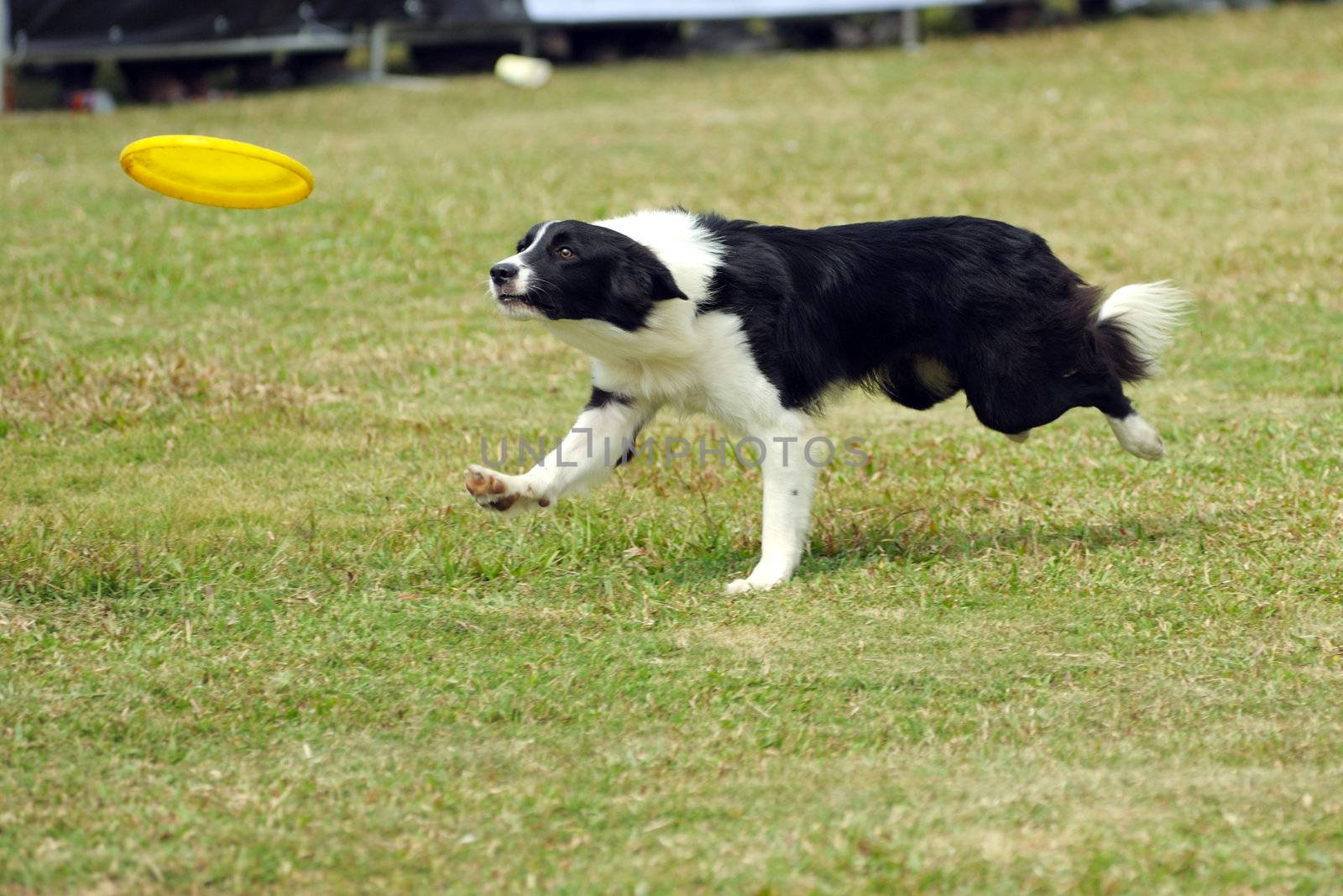 Border collie dog running and hold a dish in mouth