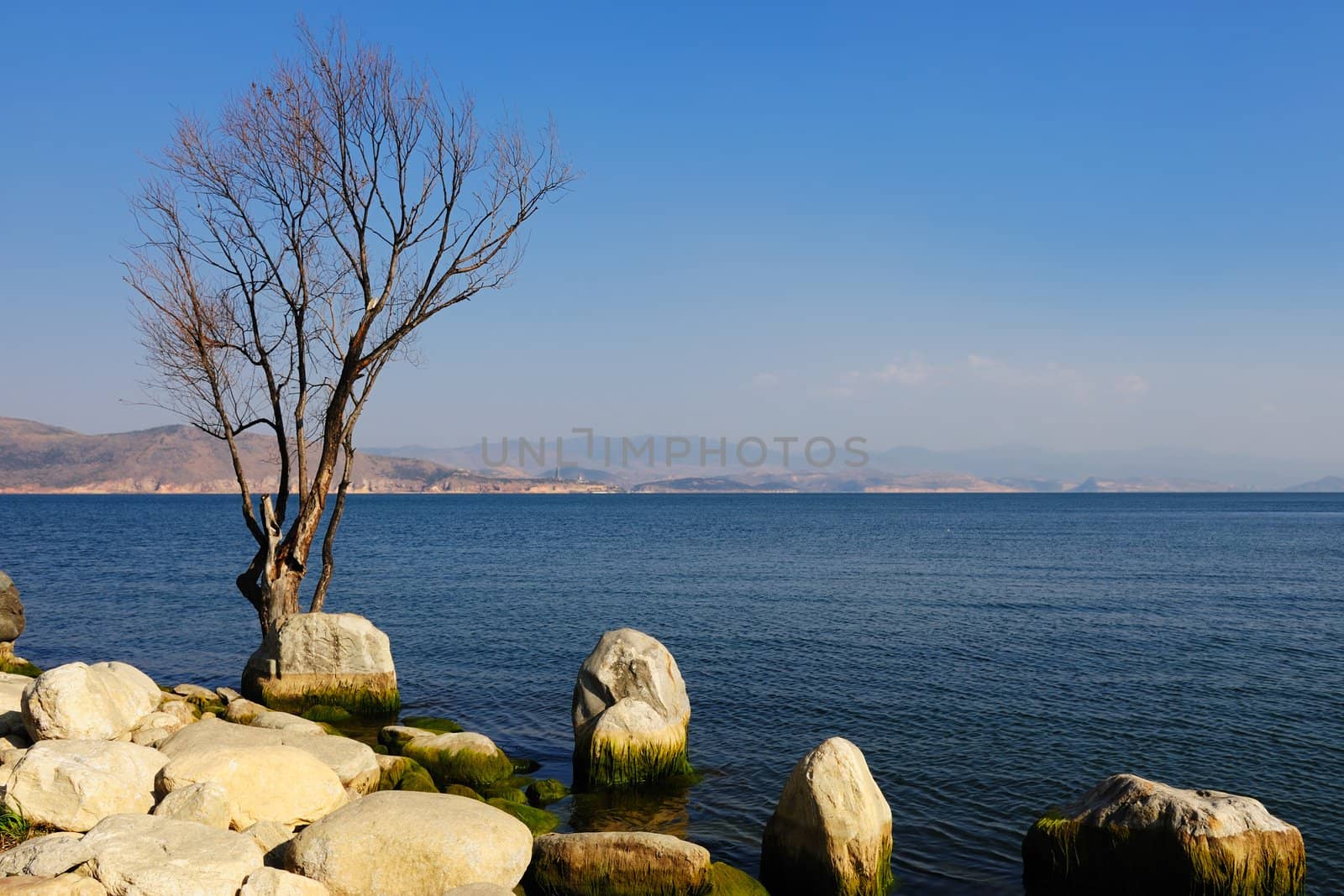 Tree and stones by the lake by raywoo