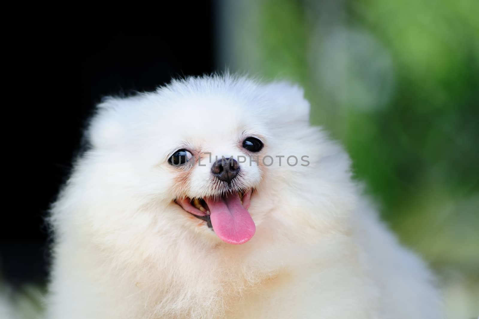 Portrait of a little white pomeranian dog