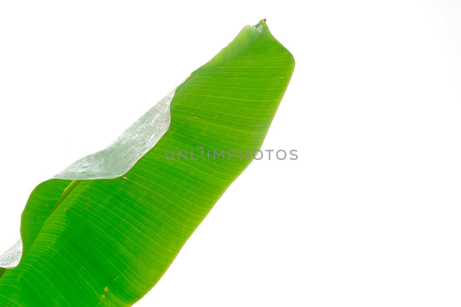 Fresh banana leaf isolated against white background
