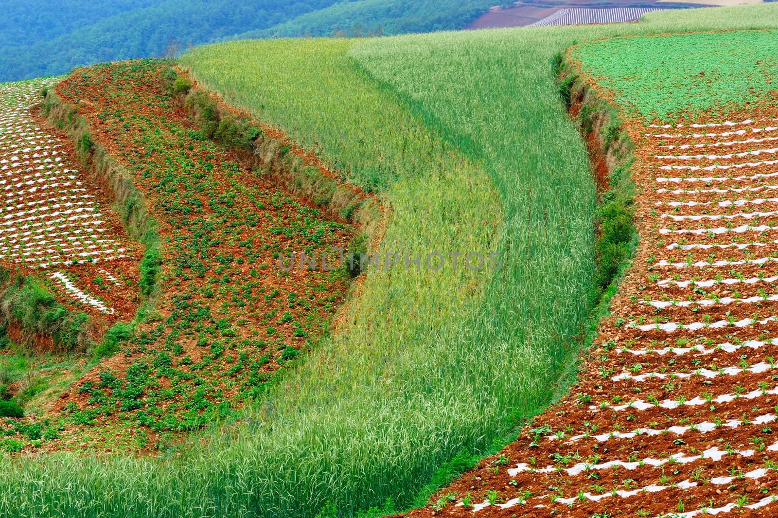 Wheat field landscape in Dongchuan district, Kunming city, Yunnan province of China