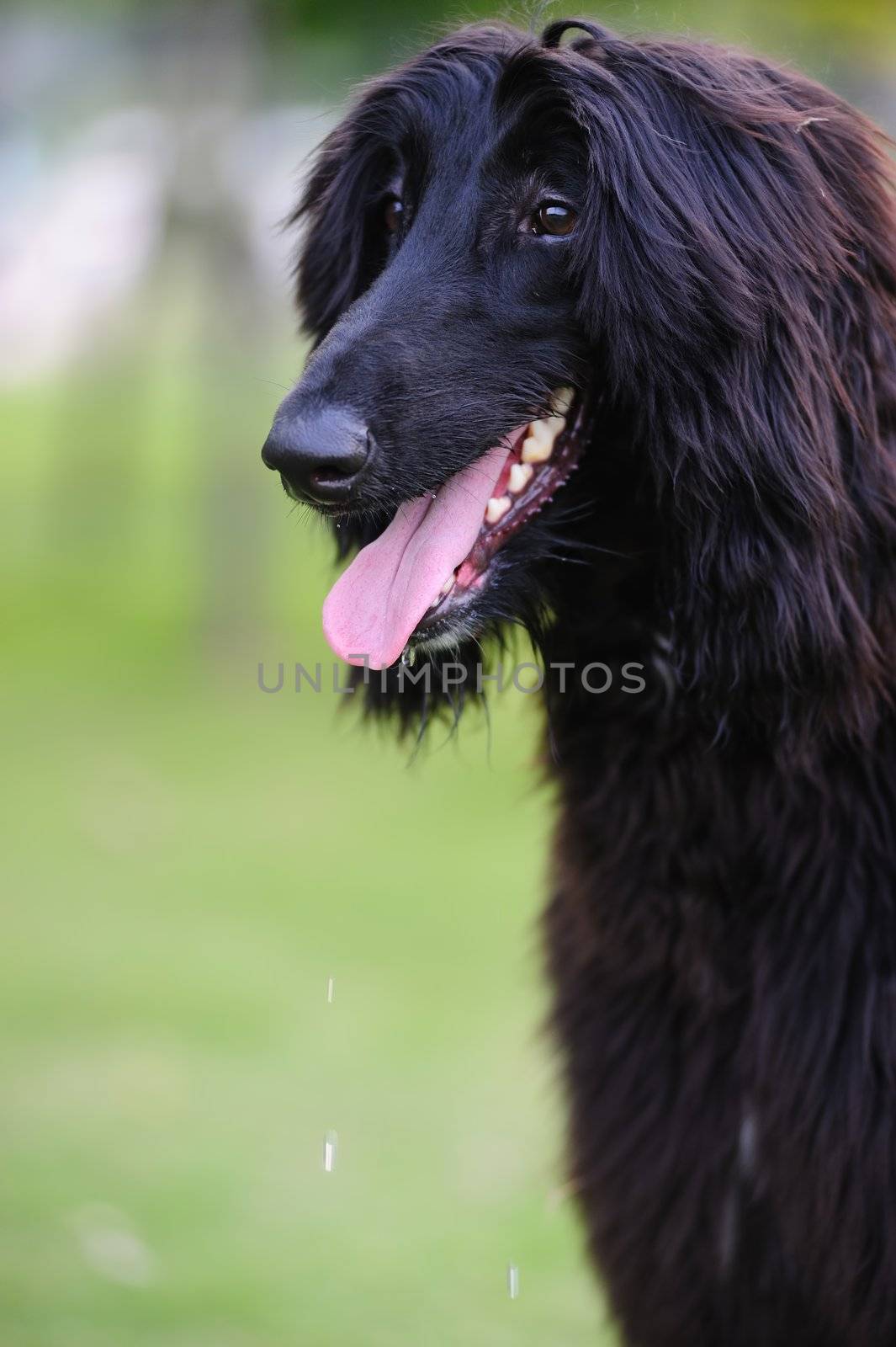 Black afghan hound dog standing on the lawn