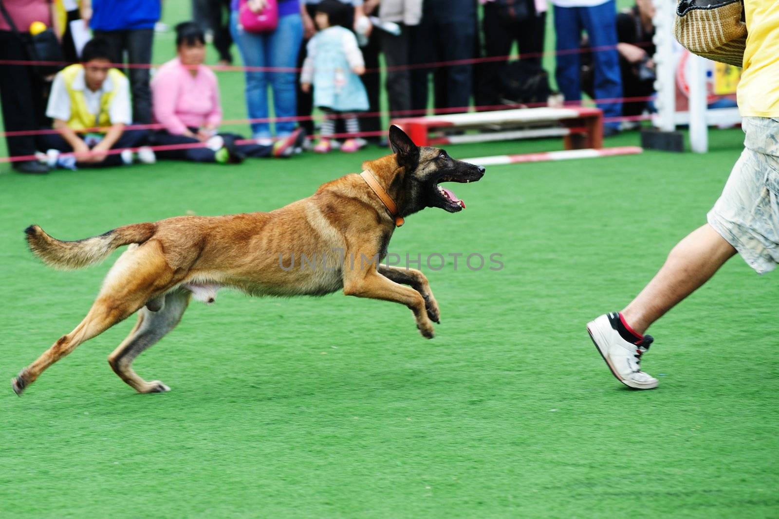 Police dog chasing robber by raywoo