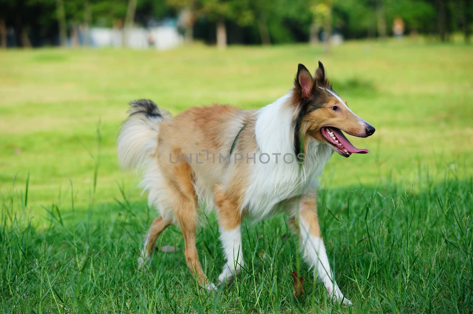 Collie rough dog running on the lawn