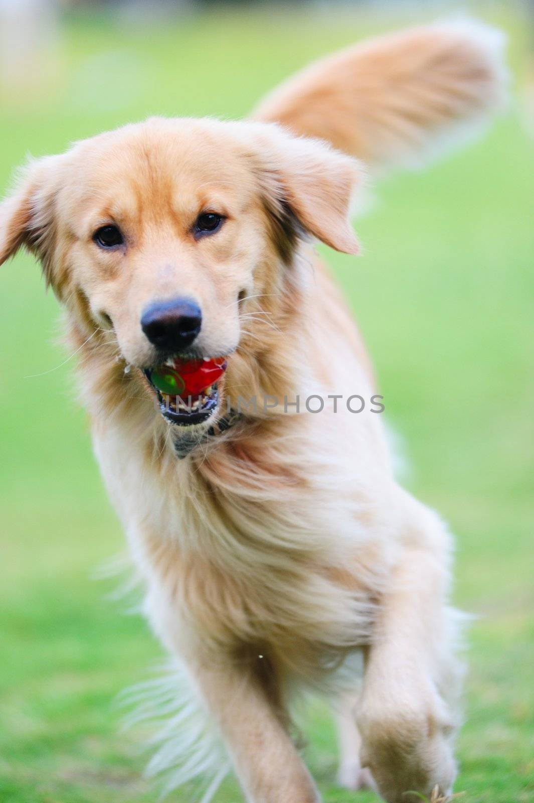 Golden retriever dog running on the lawn