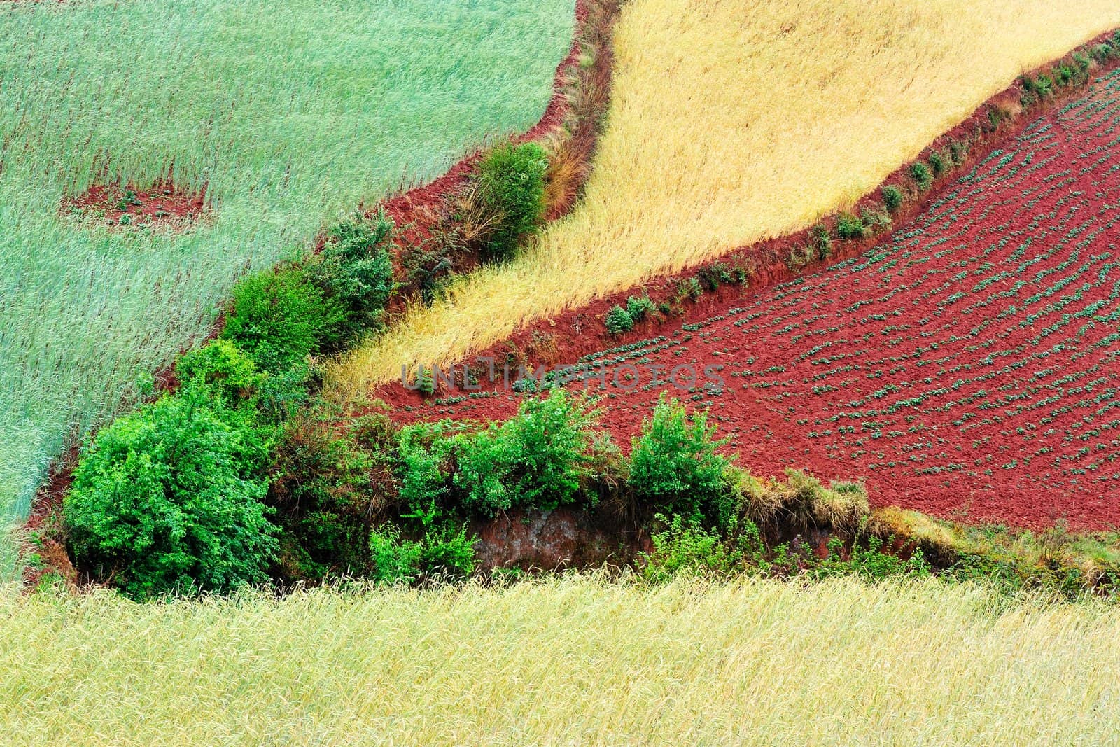 Wheat field landscape by raywoo