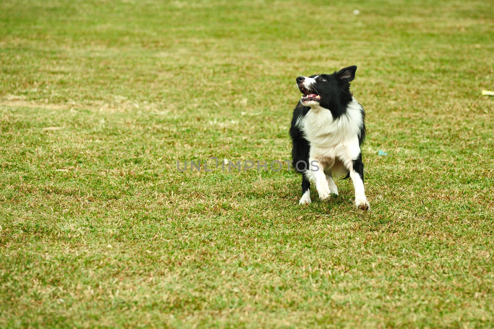 Border collie dog running by raywoo