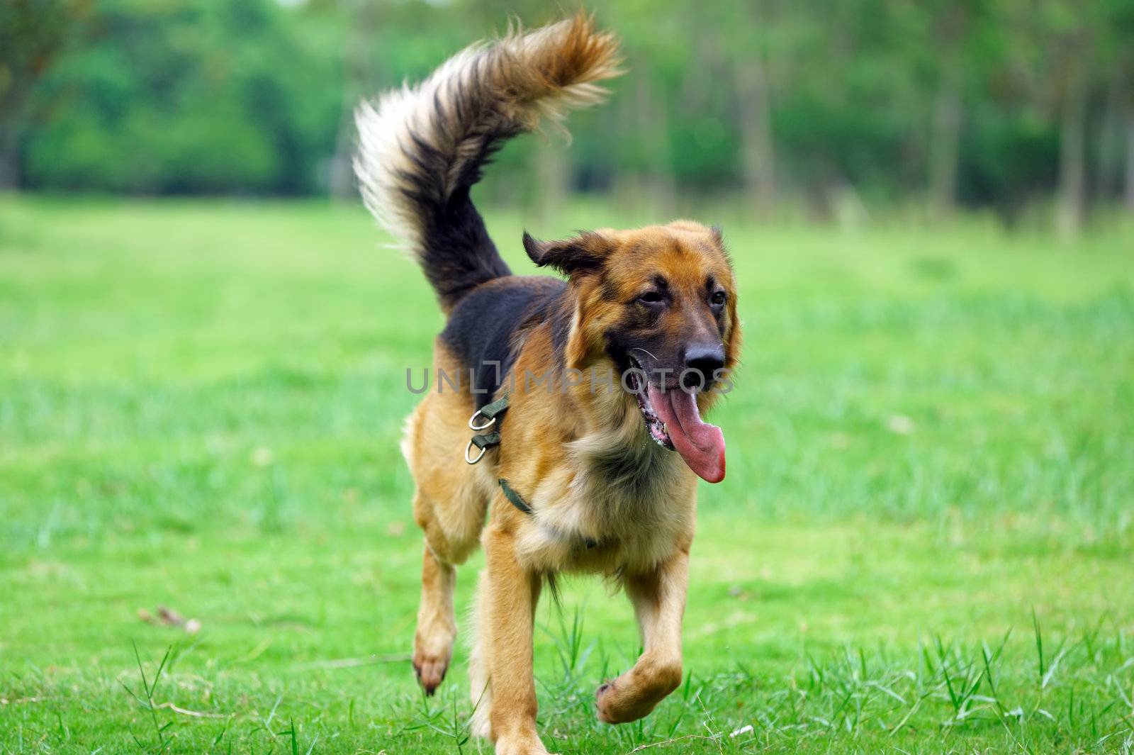 Dog running by raywoo