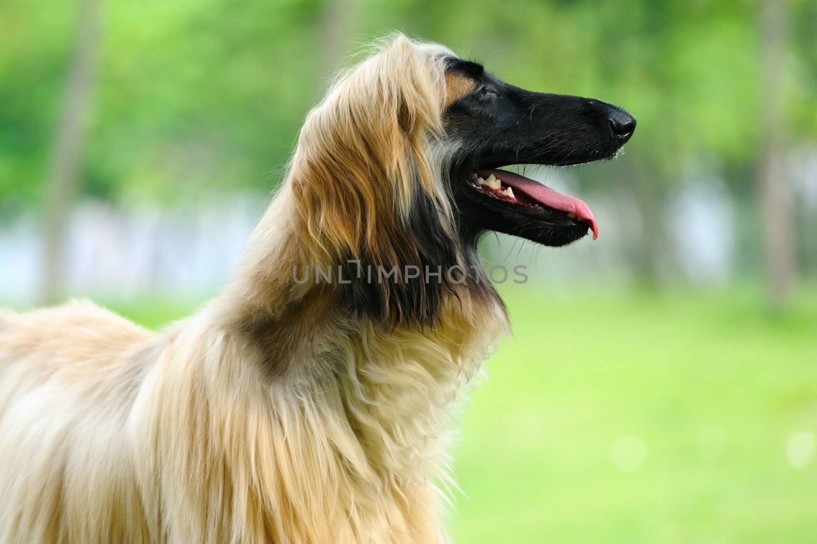An afghan hound dog standing on the lawn
