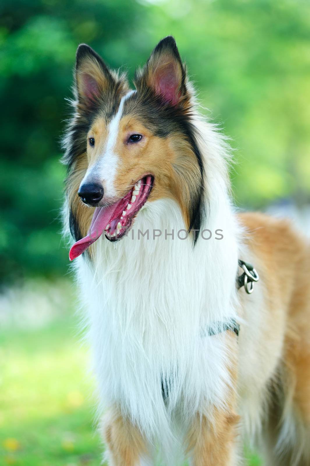 Collie rough dog by raywoo