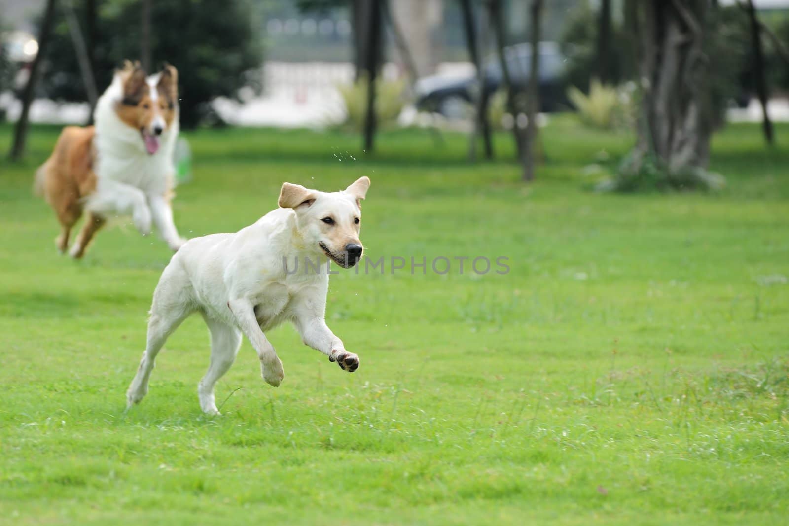 Two dog chasing by raywoo