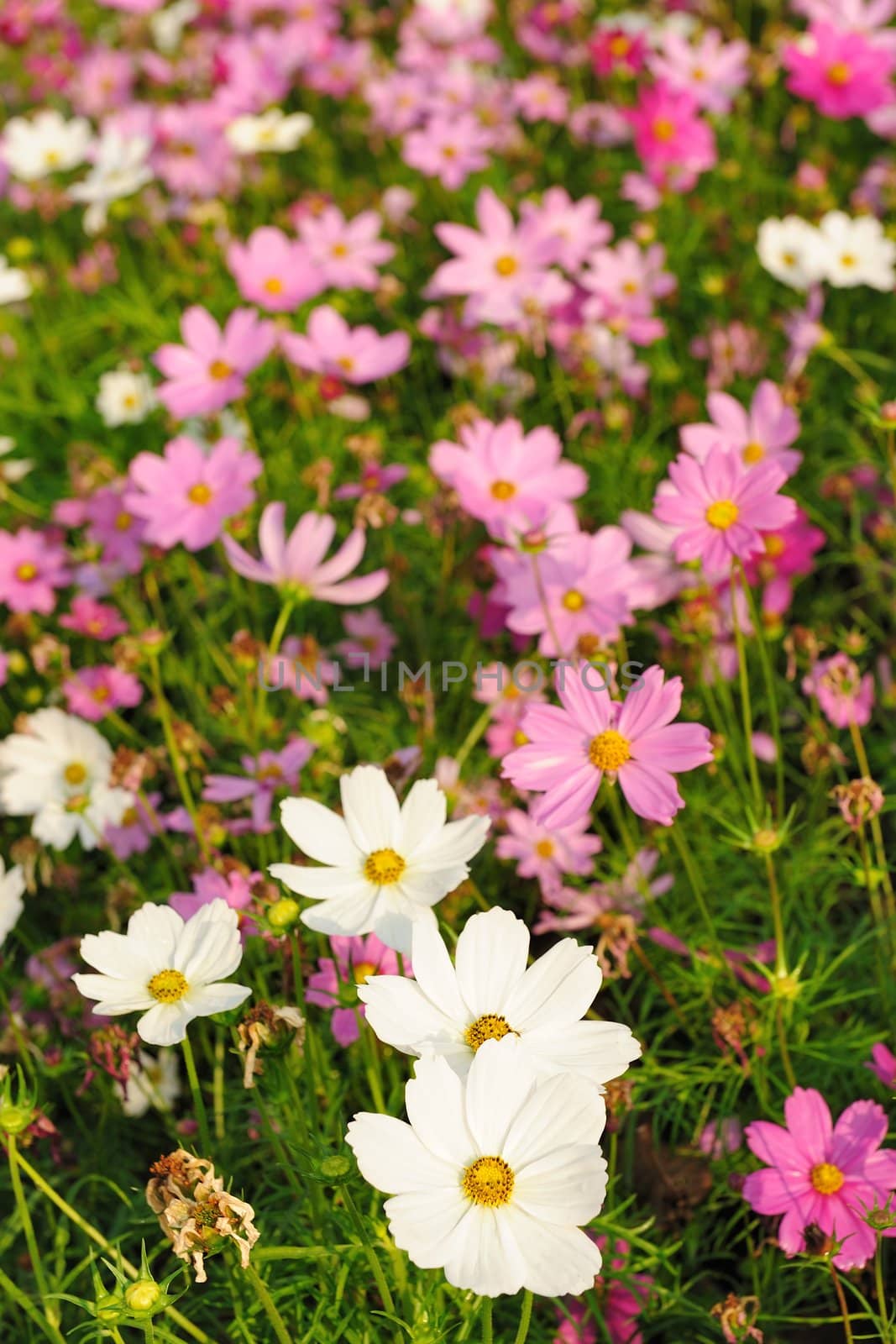 Flowers in garden by raywoo