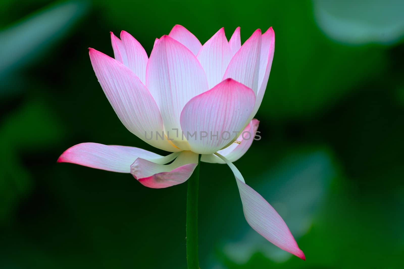 Lotus flower blooming in the pool