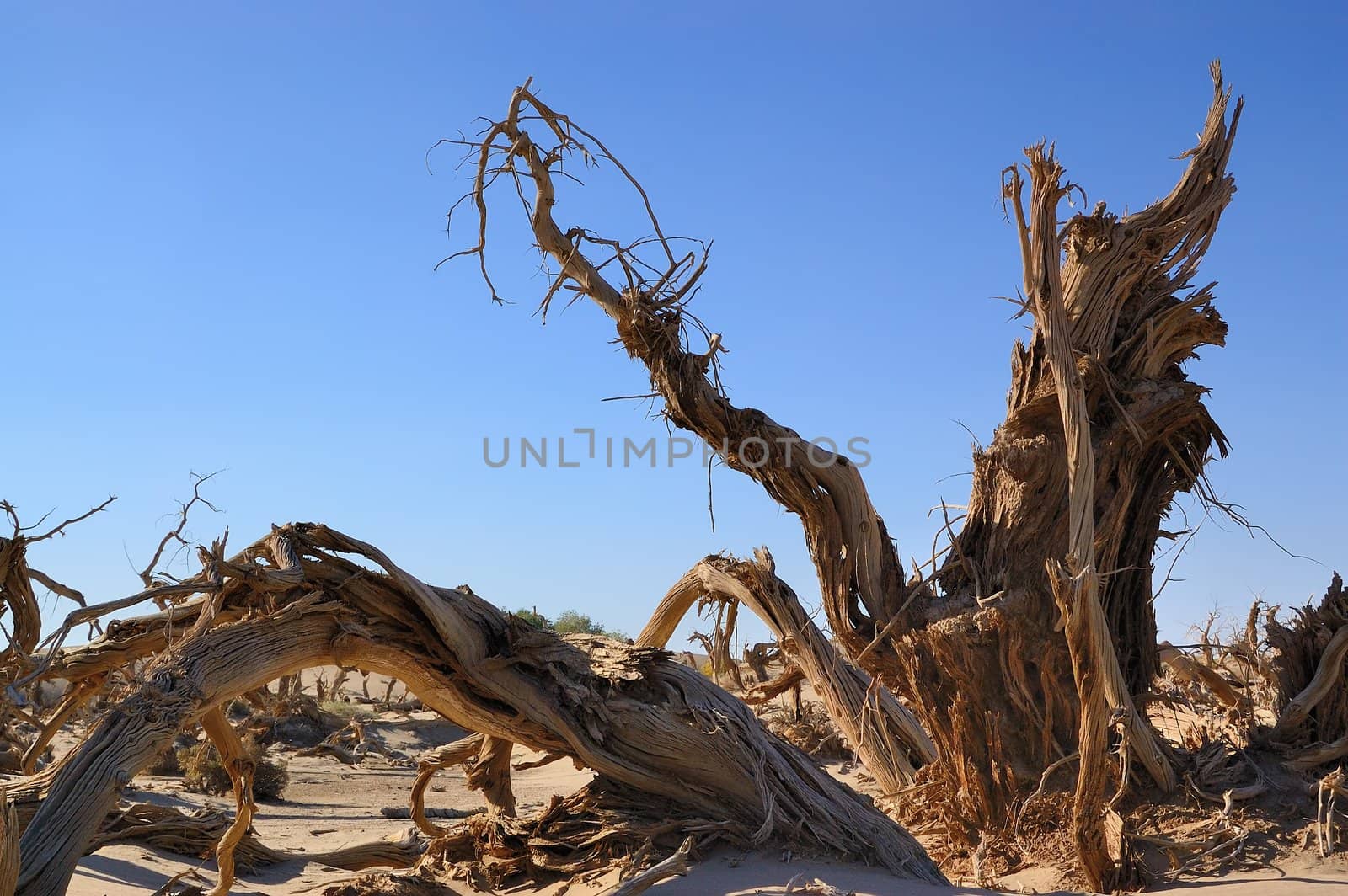 Dead tree of diversifolia populus in the desert of China