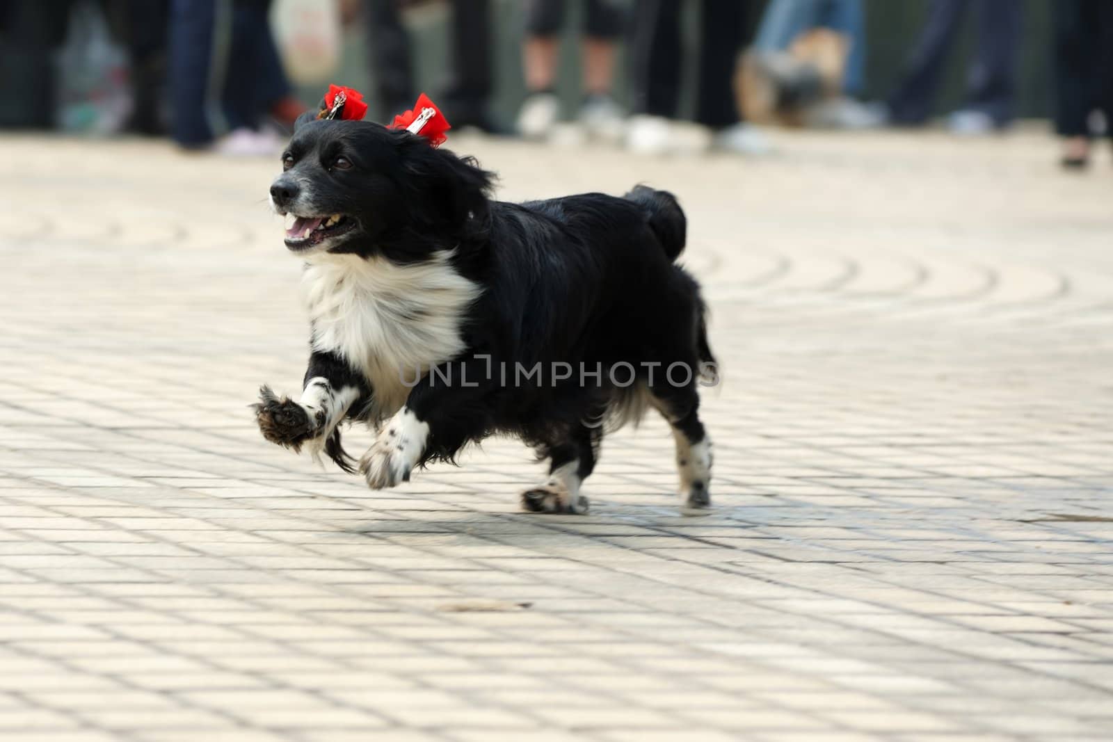 Lovely little dog running on the ground