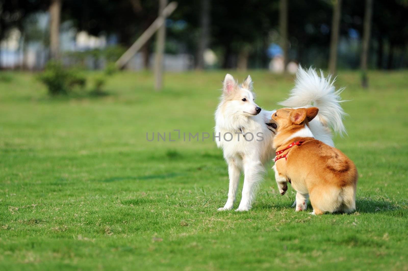 Two dogs playing together on the lawn