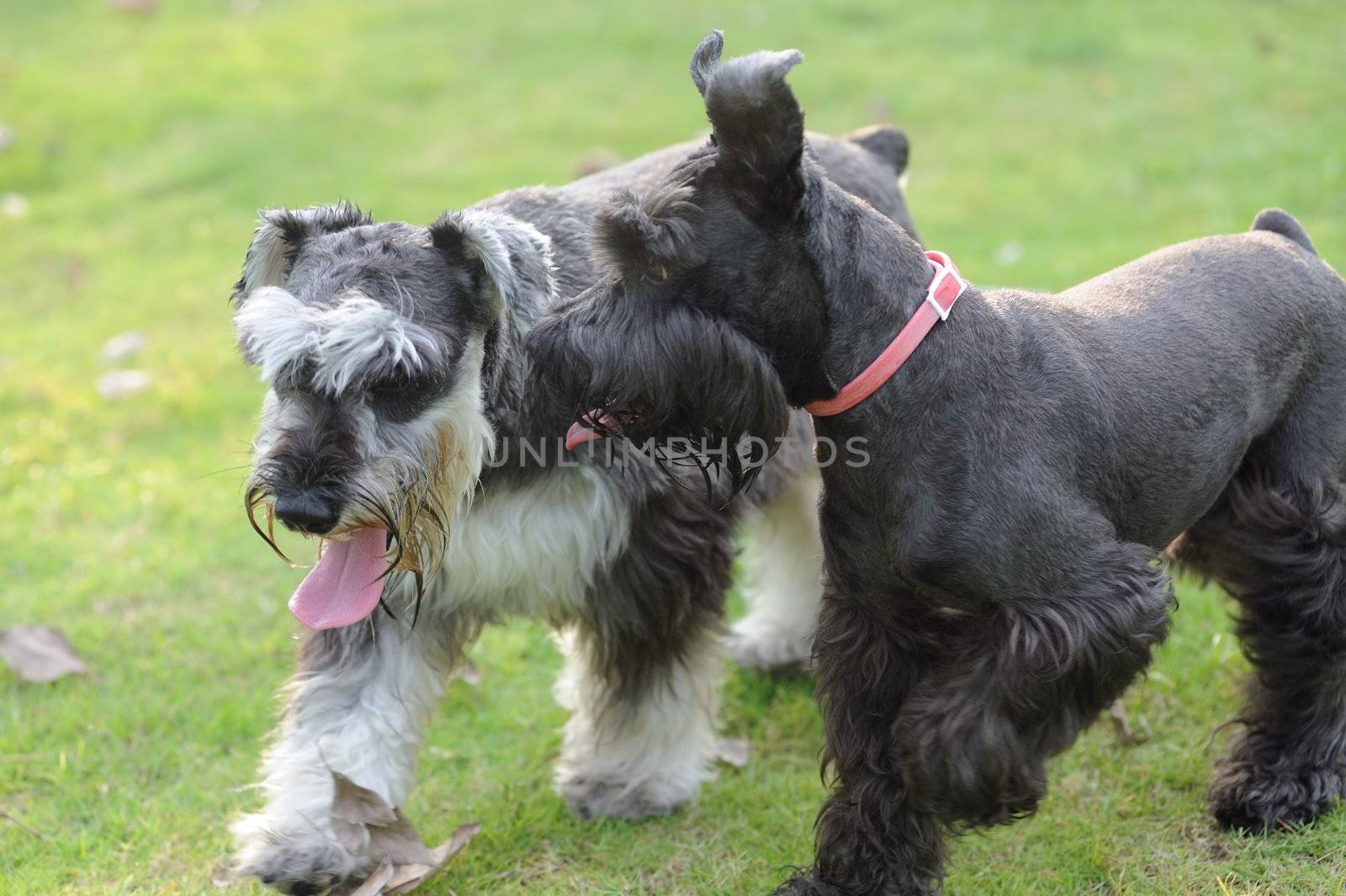 Two Miniature Schnauzer dogs on the lawn