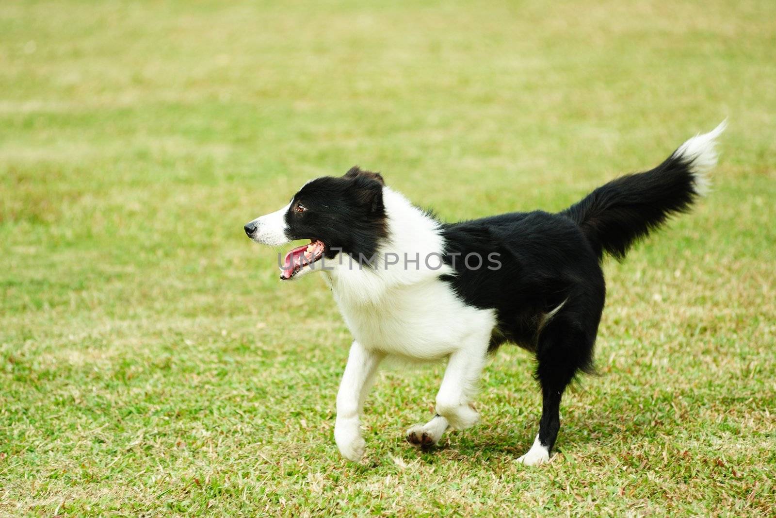 Border collie dog running on the lawn