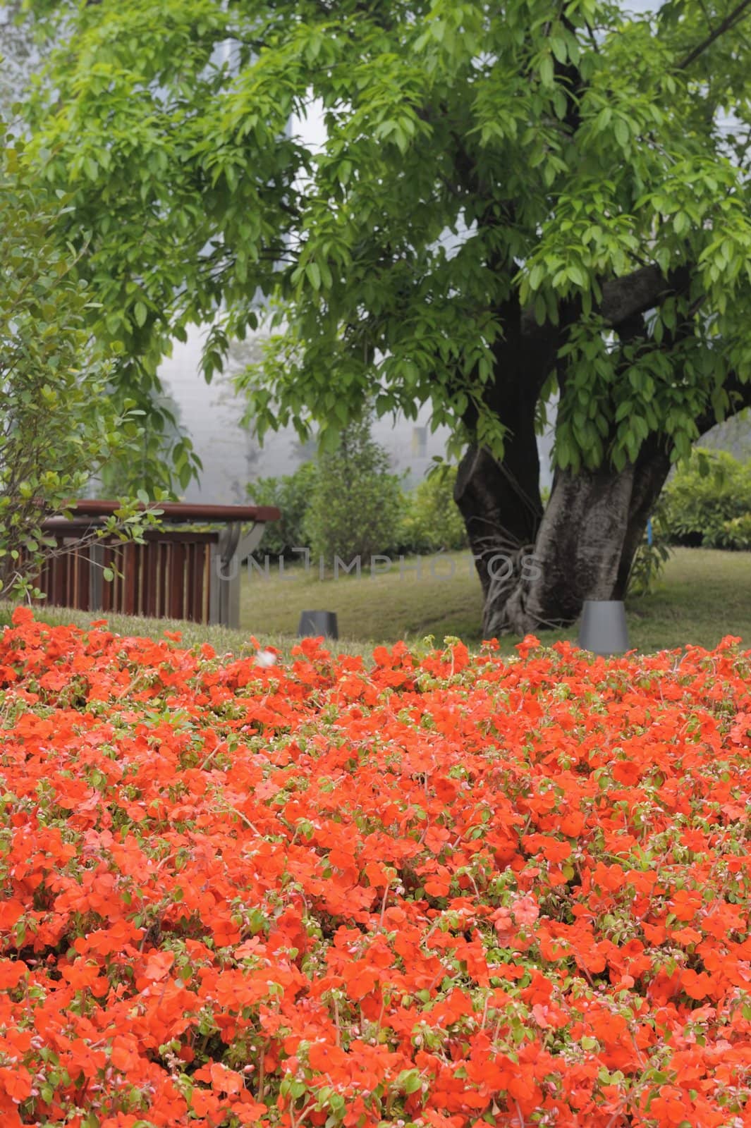 Flowers near the tree in the garden