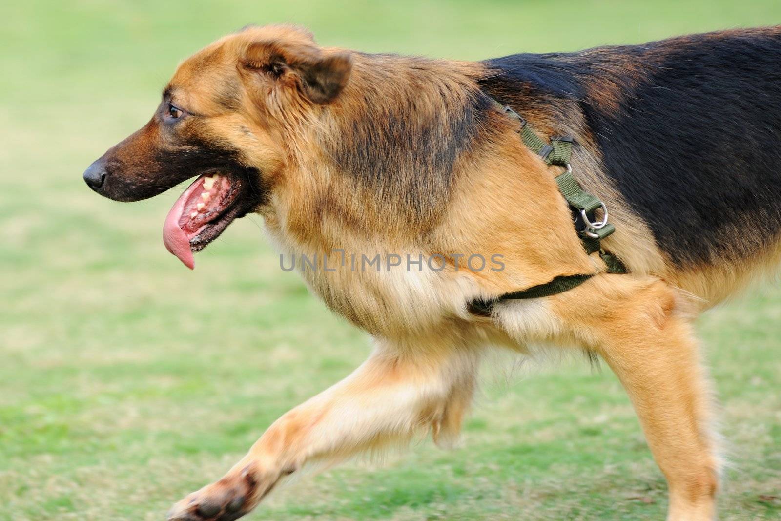 German Shepard dog running on the lawn