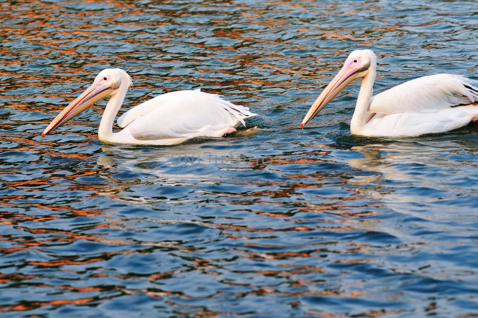 Two pelican birds swimming in the pool