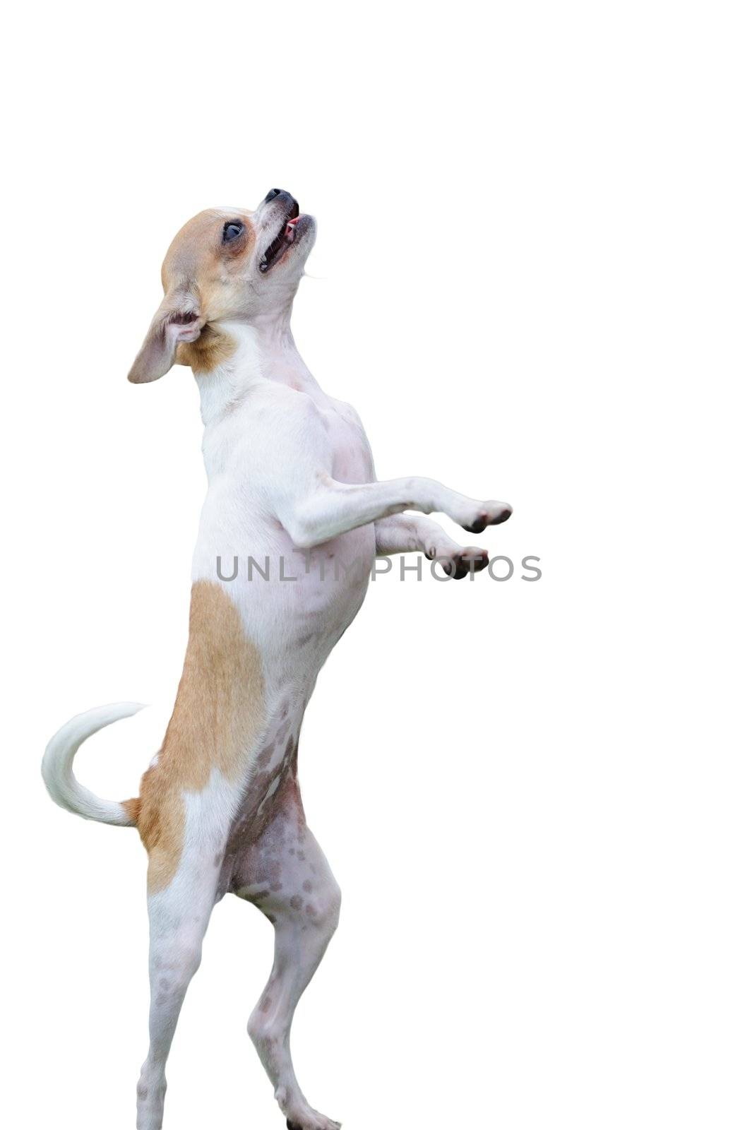 Chihuahua dog standing on two legs isolated on white background