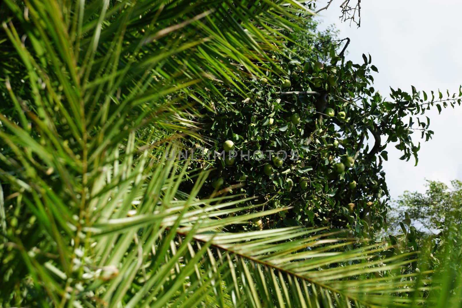 palms and apple-tree