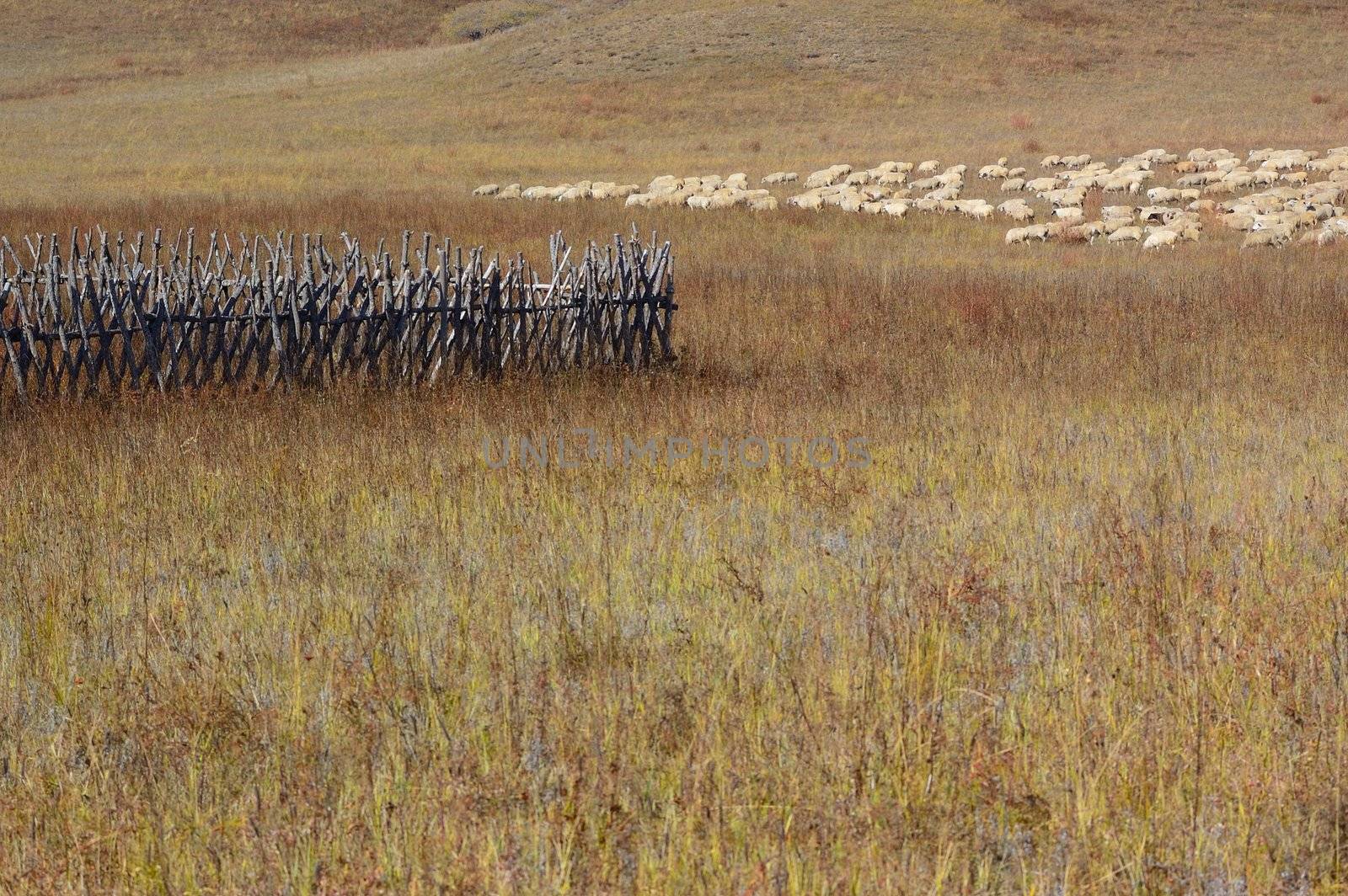 Group of sheep in grassland by raywoo