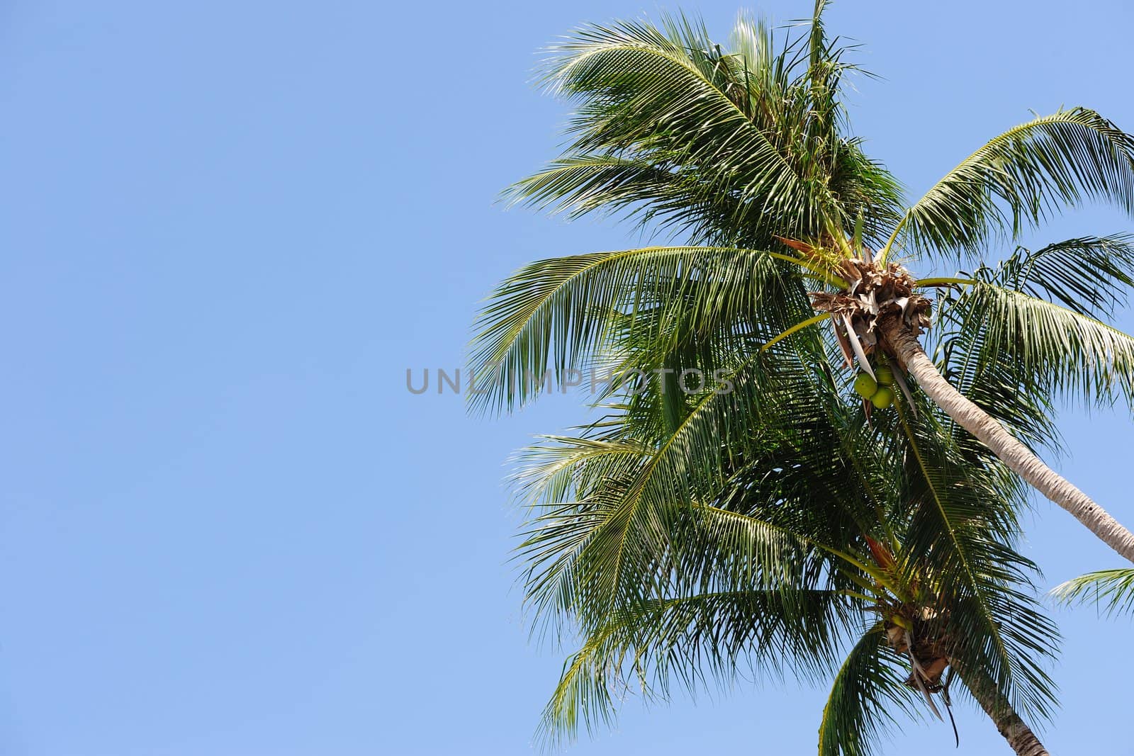 Two palm tree under the blue sky