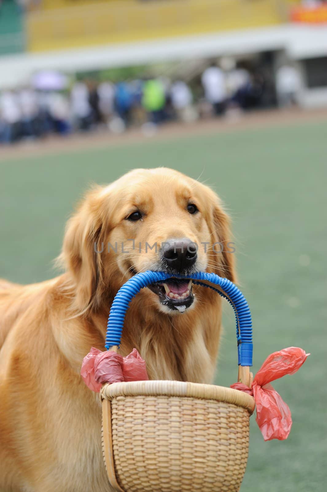 Golden retriever dog holding a basket in its mouth