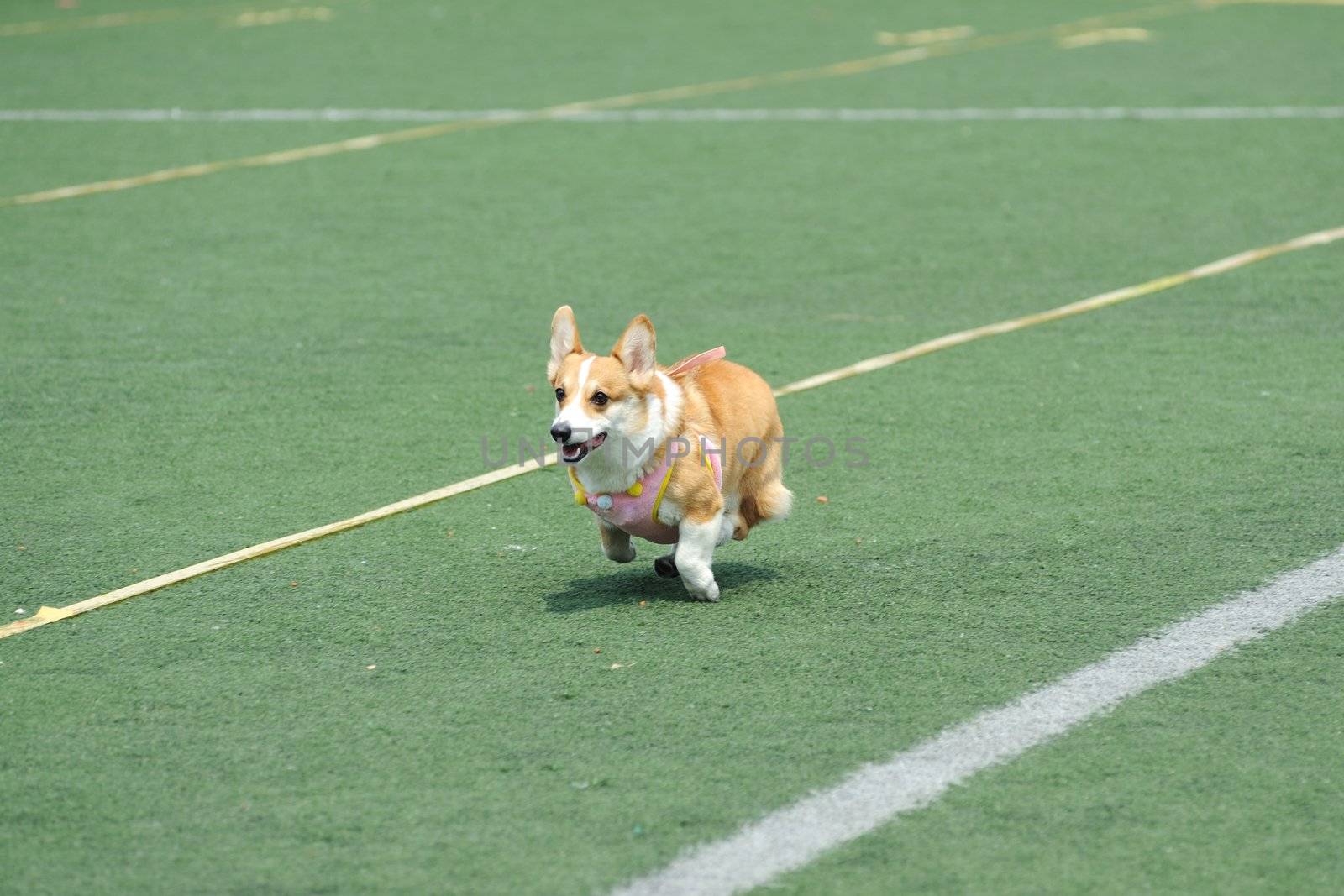 Welsh Corgi dog running on the playground