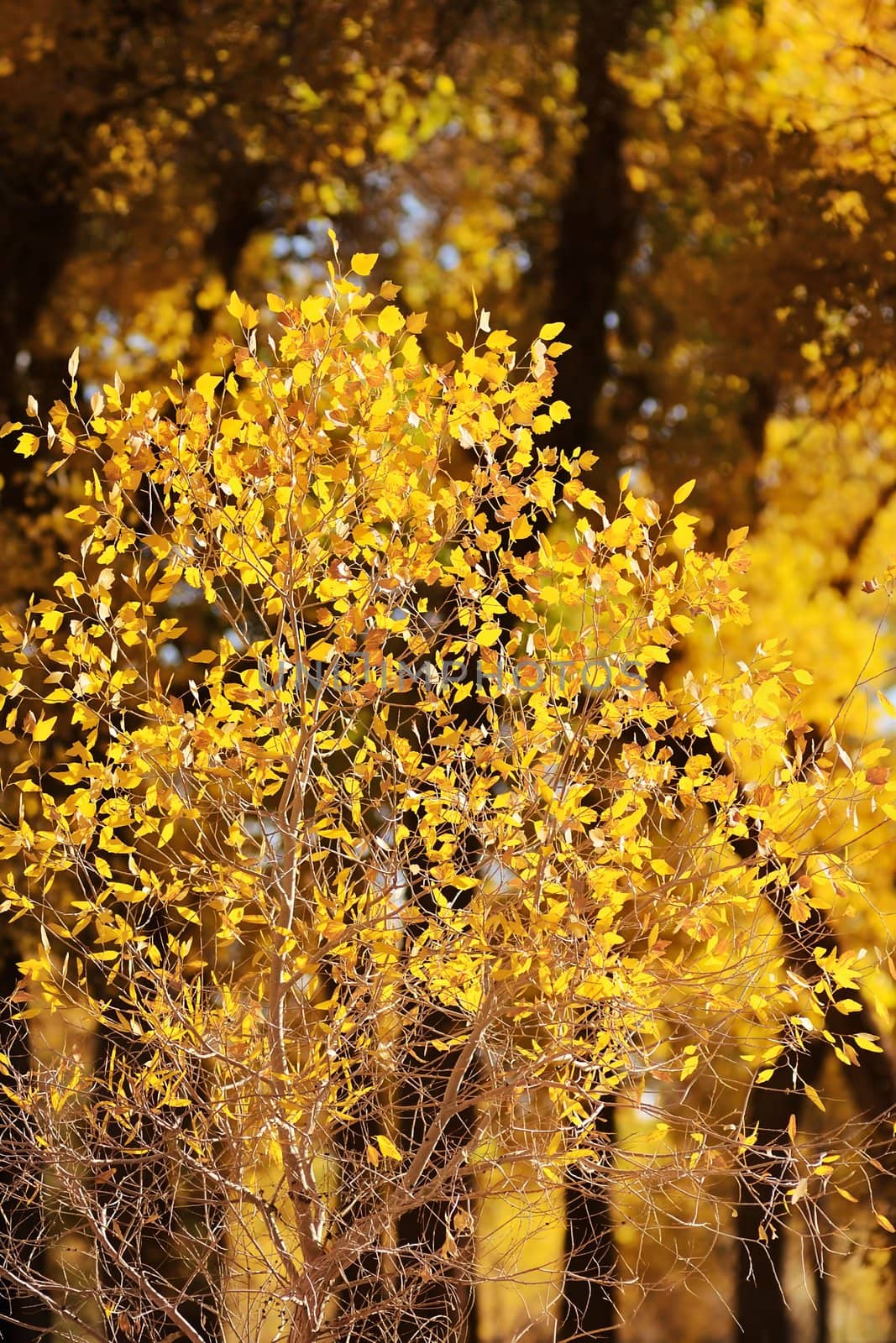 Small tree of diversifolia populus in North China