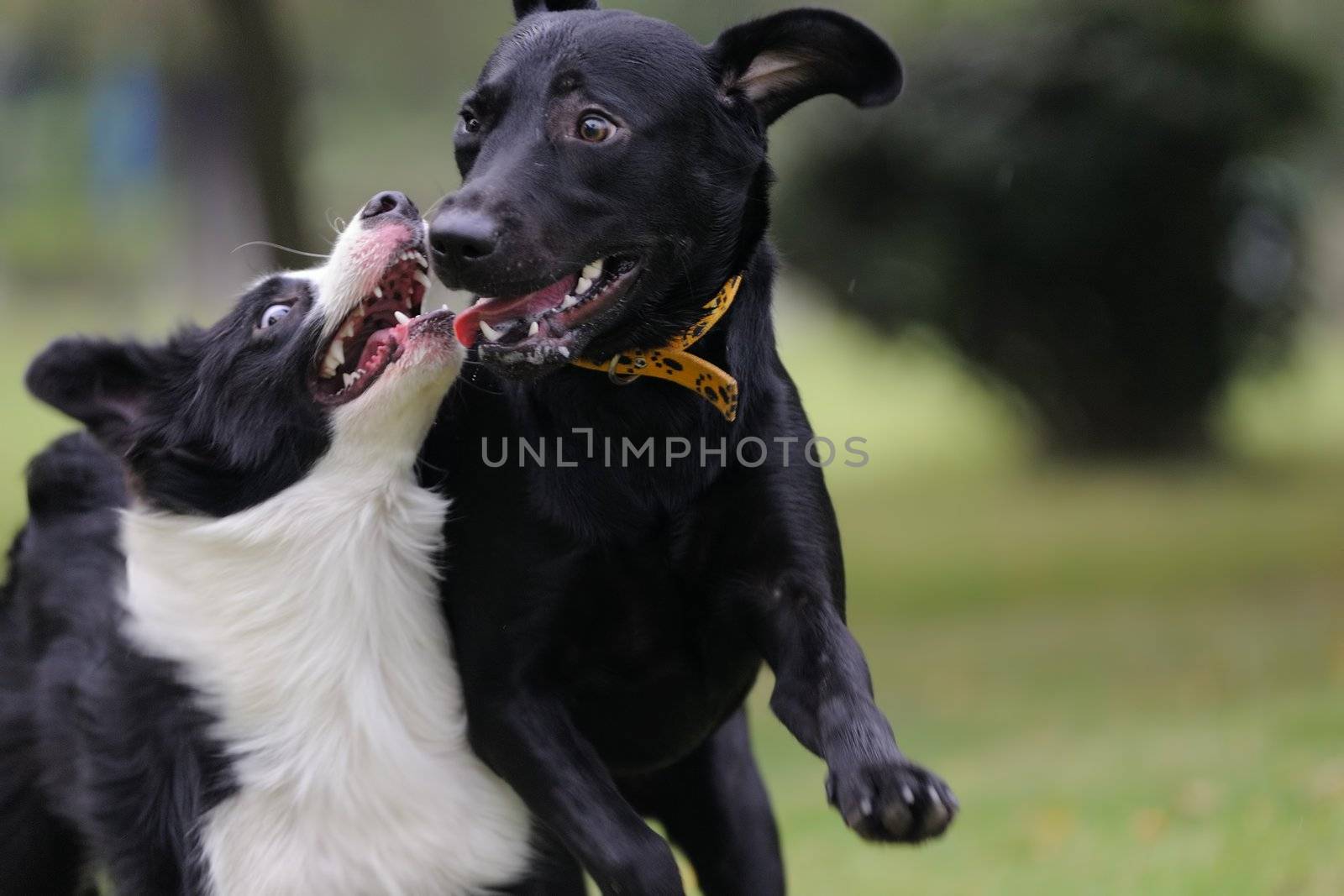 Two dogs playing by raywoo
