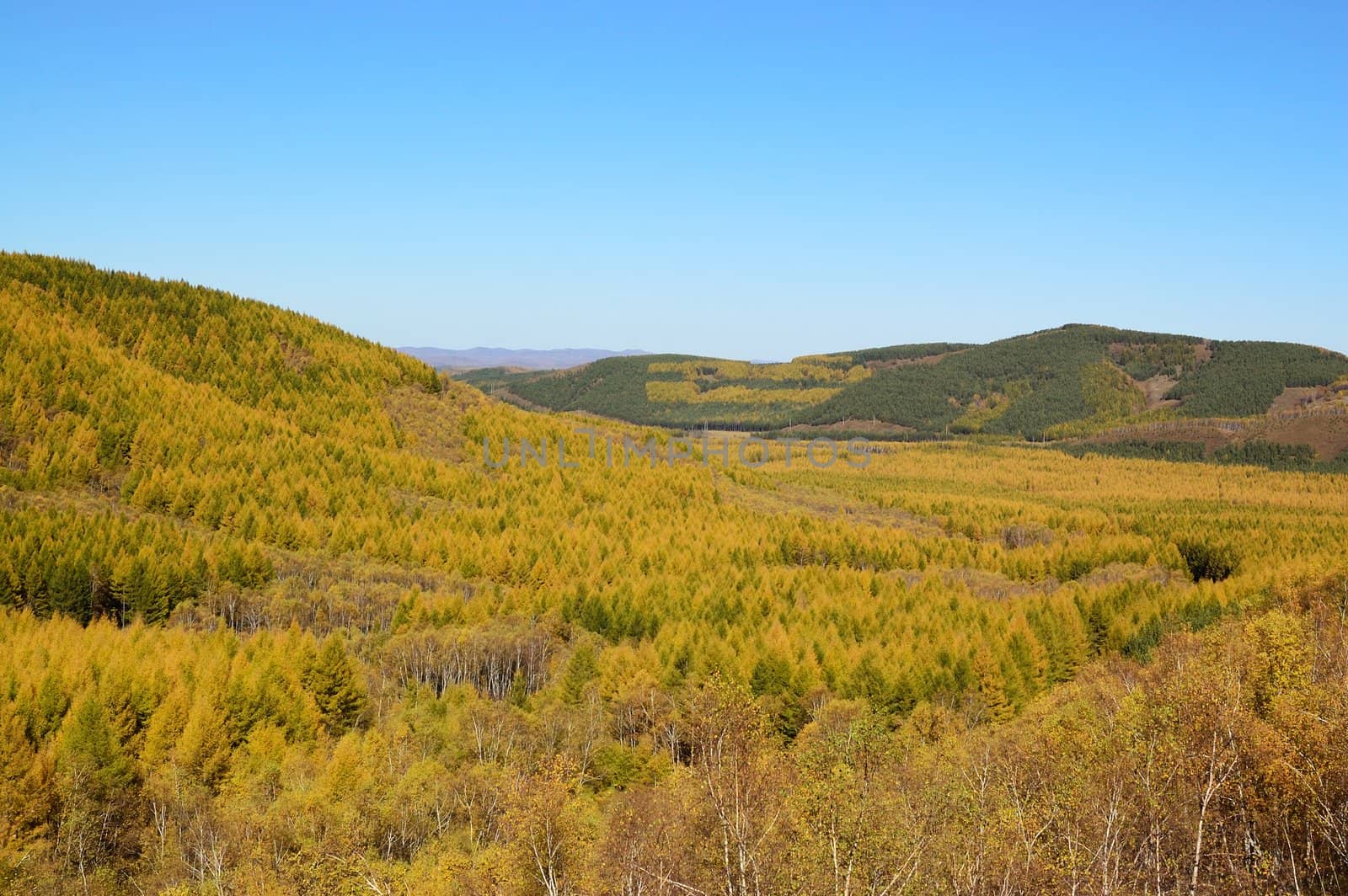 Grassland landscape with yellow leaves trees in the fall