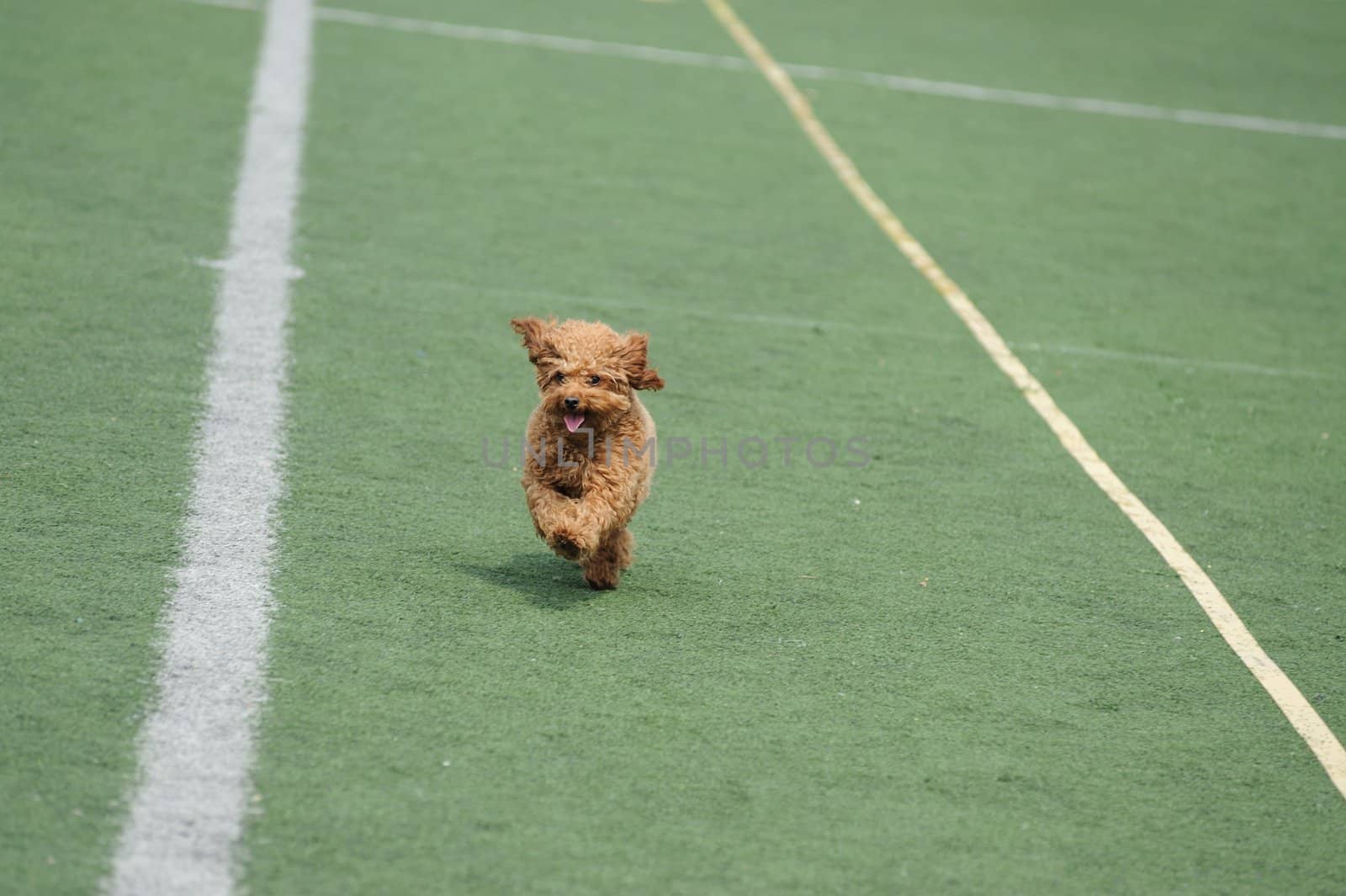 Little toy poodle dog running by raywoo