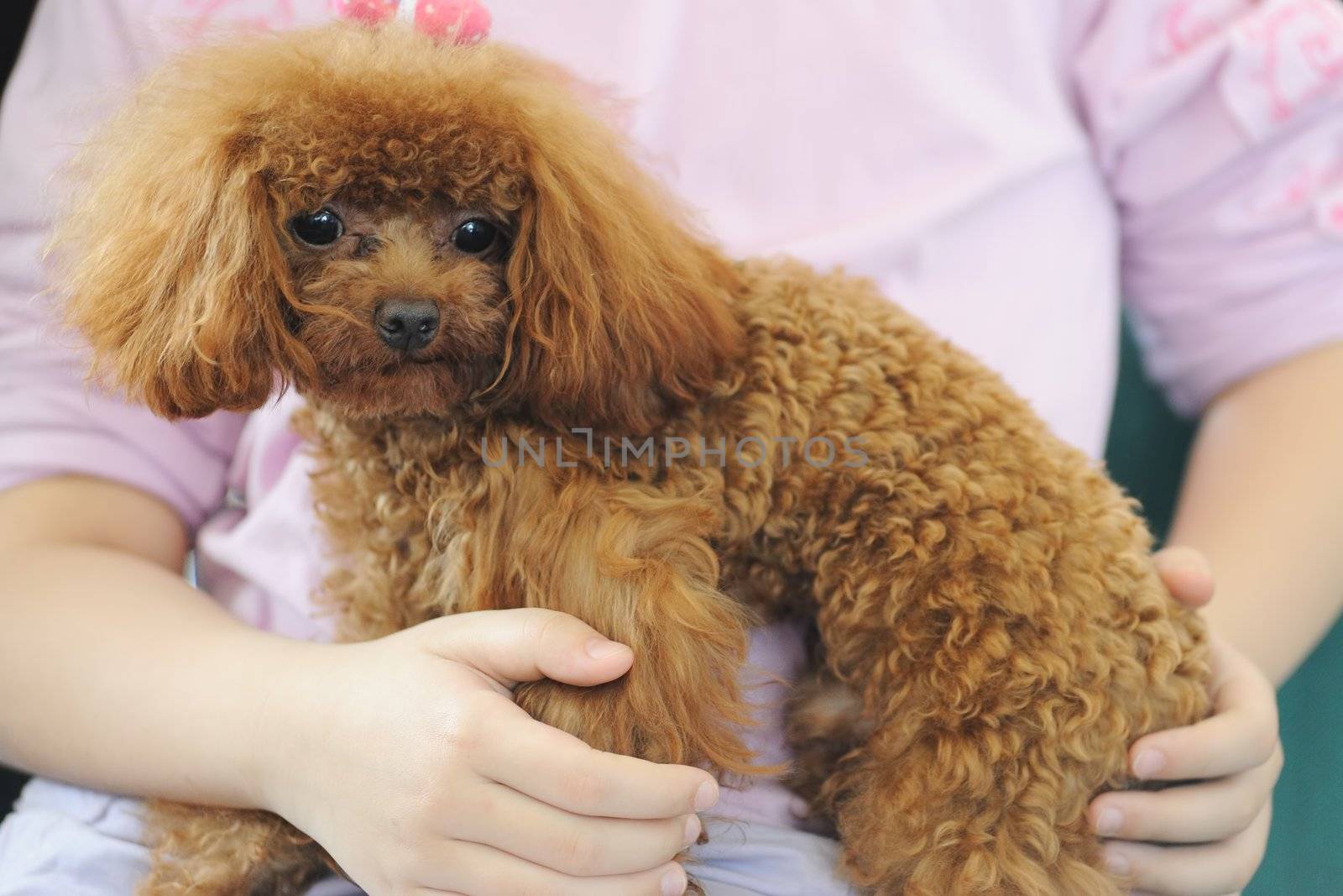 Holding toy poodle dog in arms by raywoo