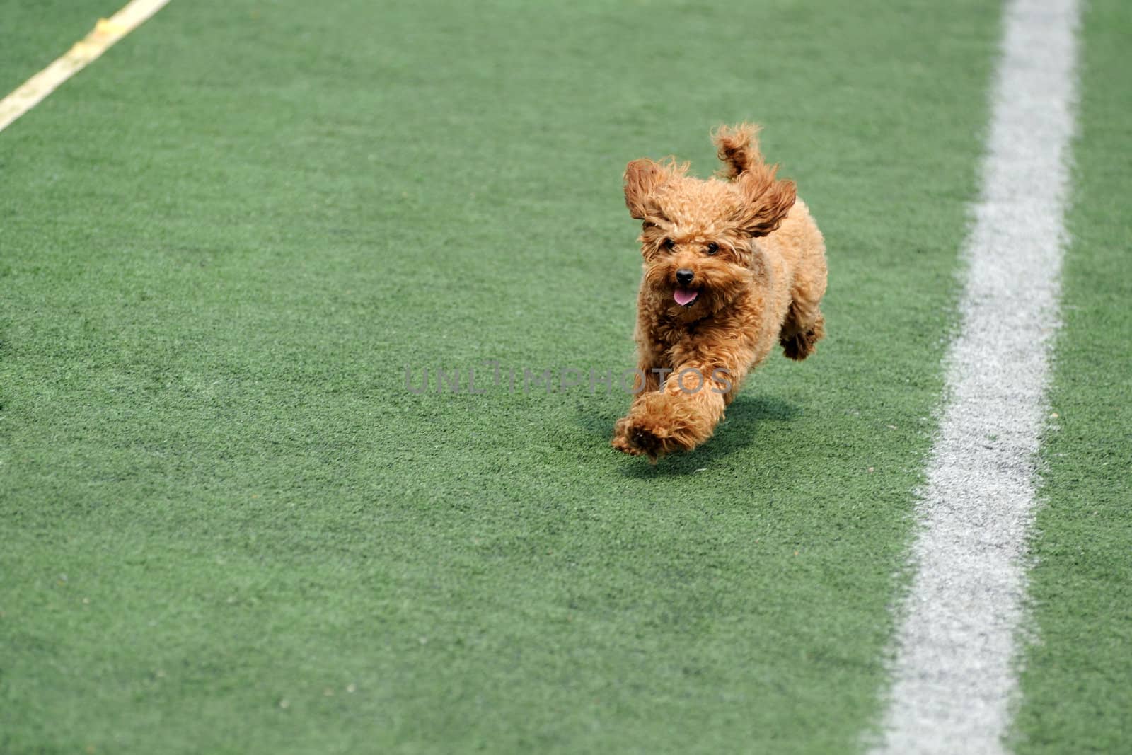 Lovely little toy poodle dog running on the playground