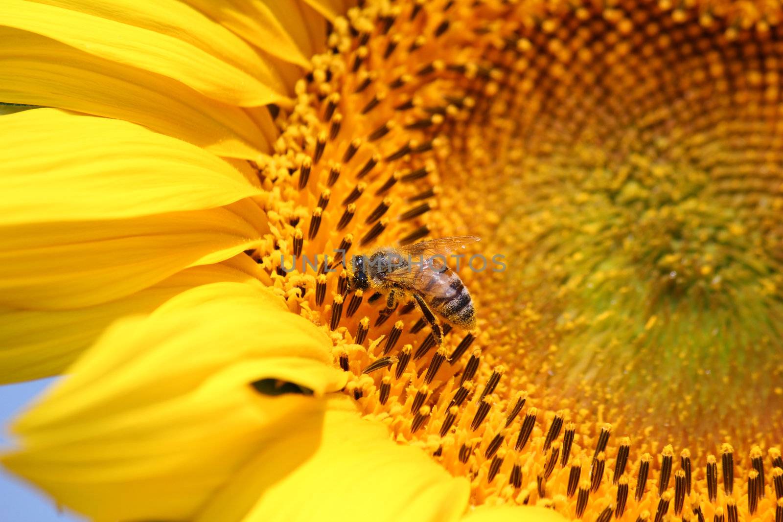 bee on sunflower summer nature scene