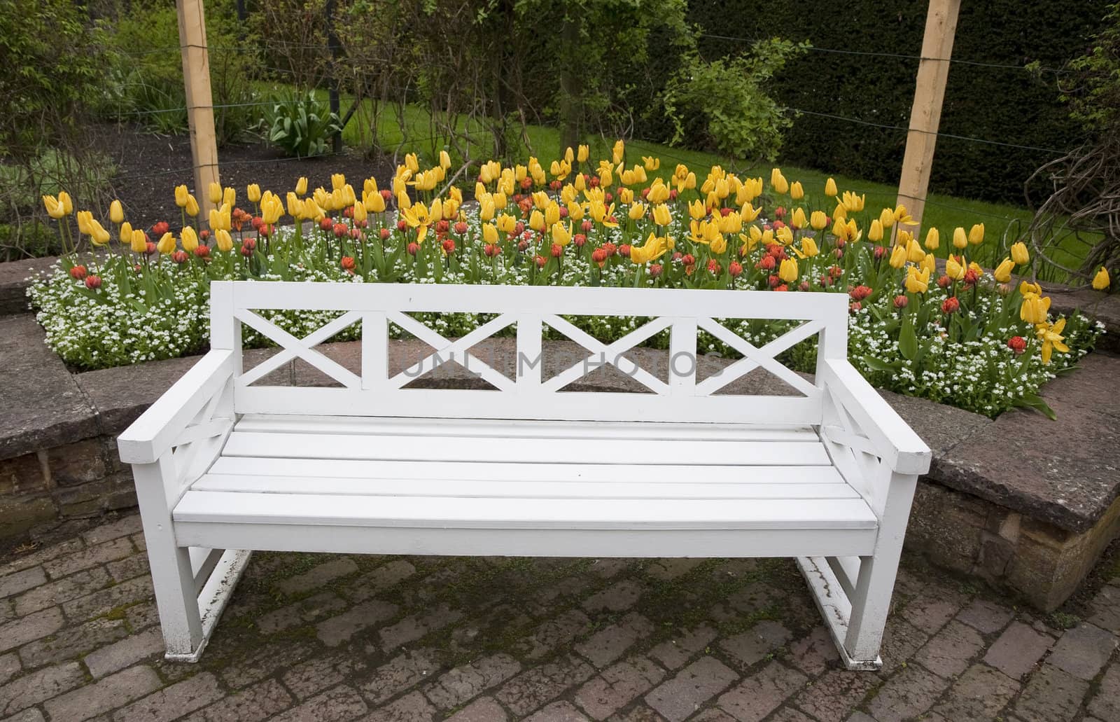 White bench and tulips by ABCDK