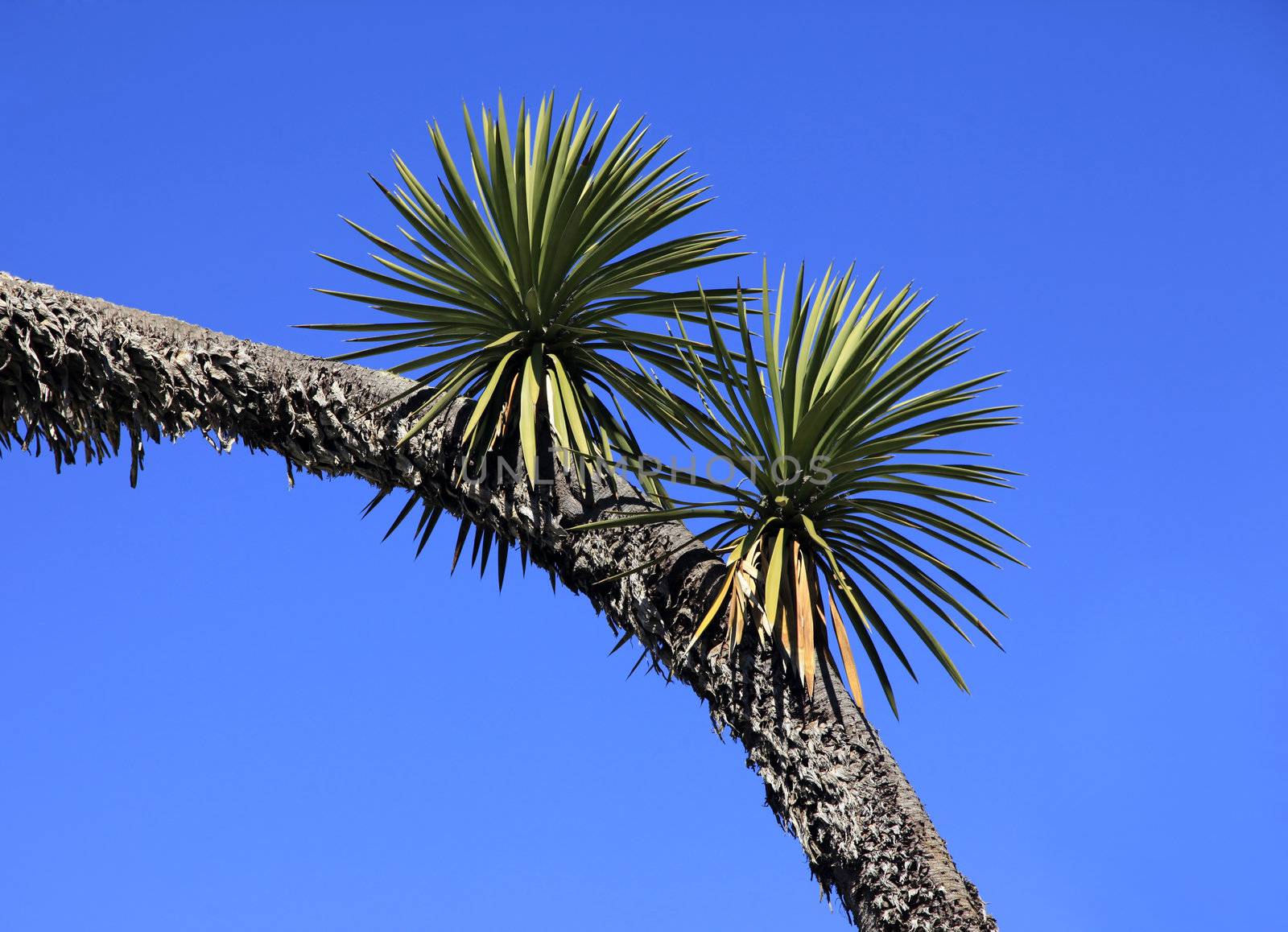Tree of a coco on a background of the dark blue sky