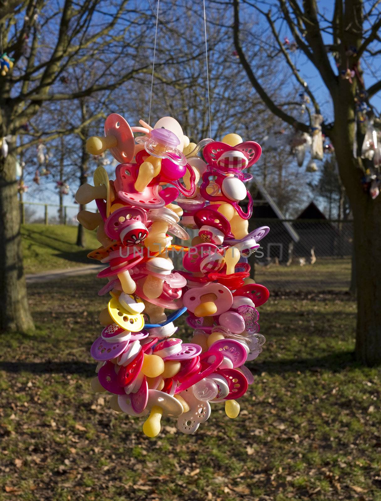 Colorful pacifiers hanged in a tree in the park by small childildren from a day nursery trying to stop using them.