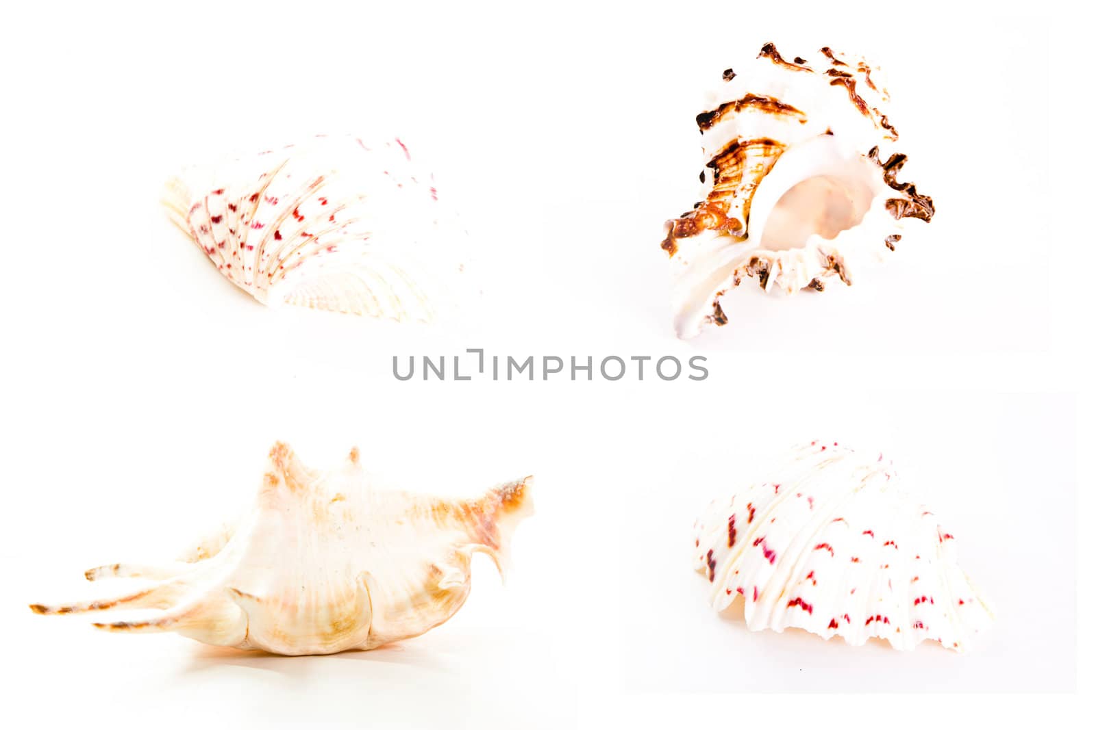 Shell from red sea on white background 