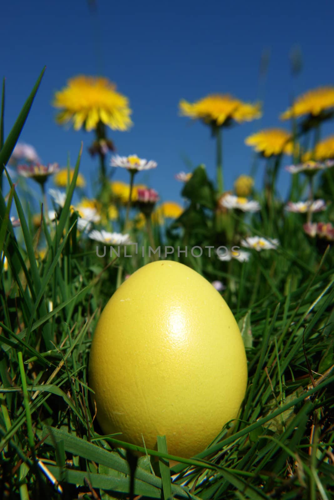 colorful Easter egg in the fresh  spring meadow colorful Easter egg in the fresh  spring meadow